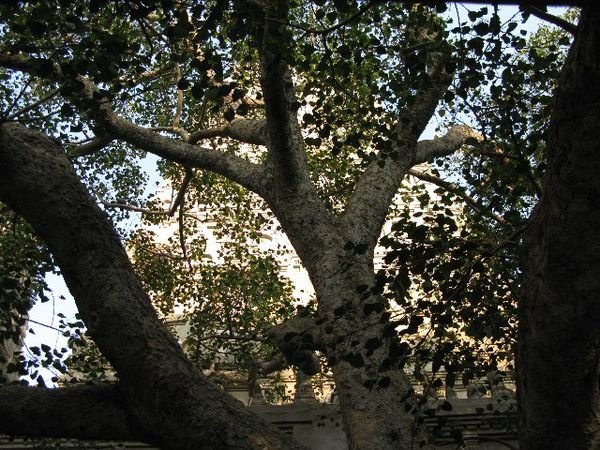 The Bodhi Tree