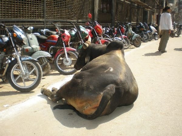 Parking your cow in Varanasi