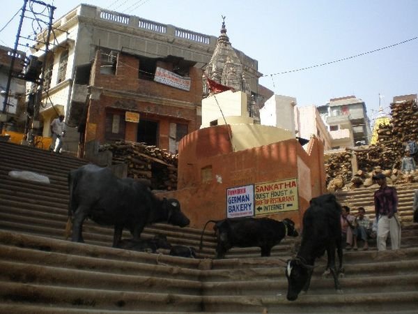 Cows at the Ghats