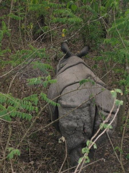 Rhino Butt