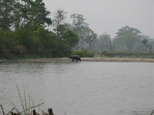 The Rhino Swimming Across the River