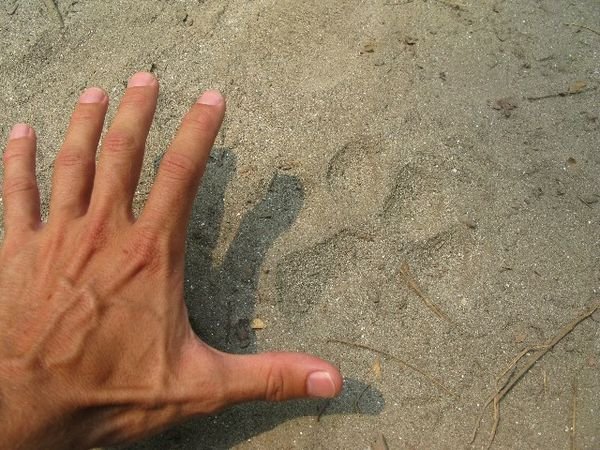 Tiger Paw Marks Outside Our Cabin Door