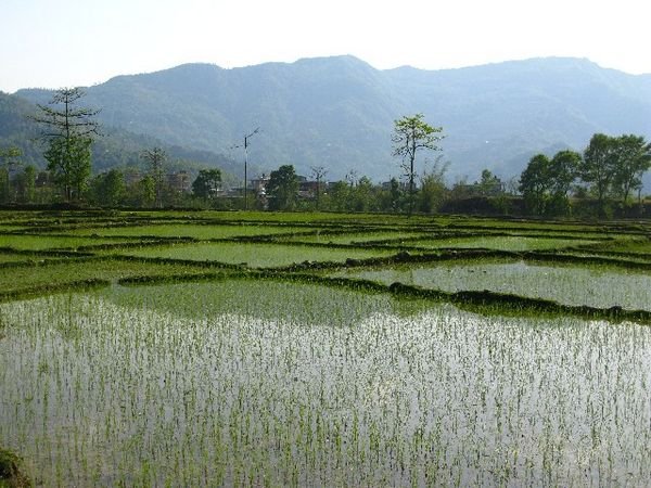 Pokhara Rice Fields