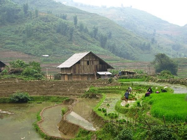 A House in the Rice Fields