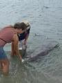 bethan feeding dolphin