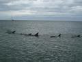 female group of dolphins