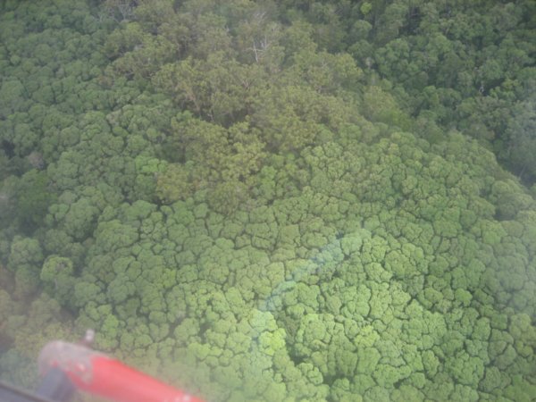 flying over the rainforest