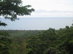 View of ocean from rainforest while surfing