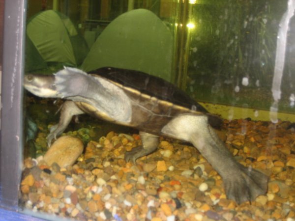Turtle at Toronga zoo