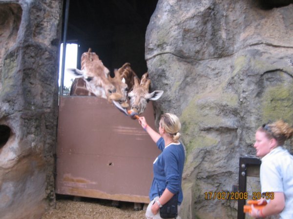 me hand feeding the giraffes