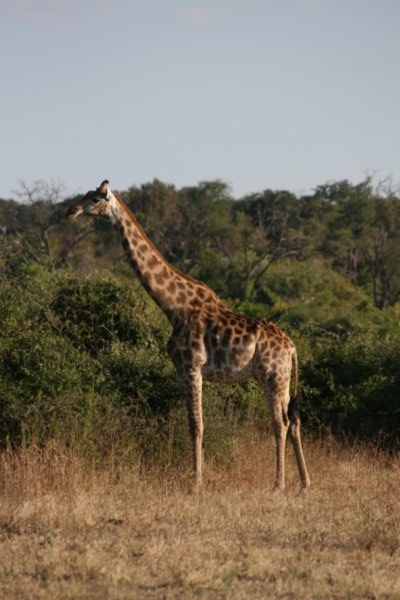 Handsome giraffe