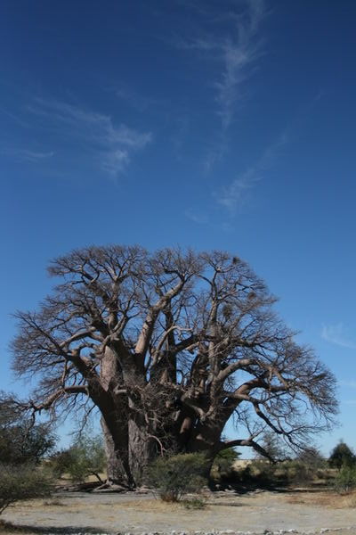 3000 year old Chapman's Baobab