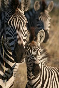 A zebra family