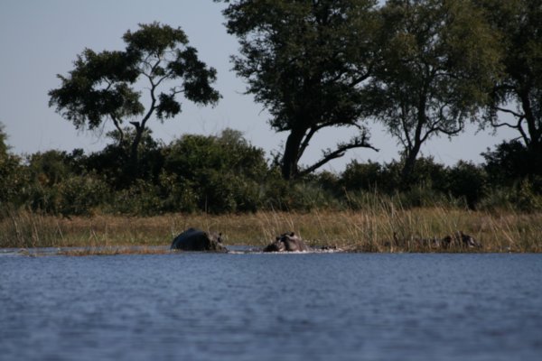 Hippos making a dash for us
