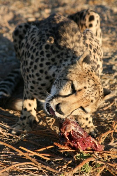 A semi tame cheetah