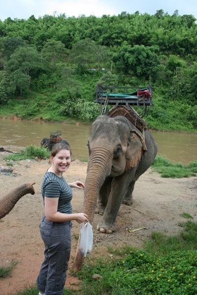 Elephants outside of Chiang Rai