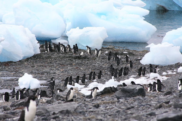 The march of the penguins