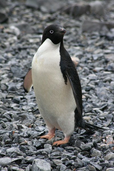 An adelie penguin