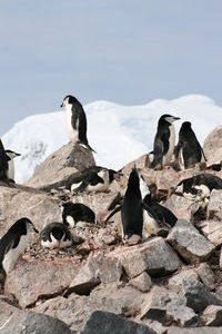The chinstrap colony on Half Moon Island