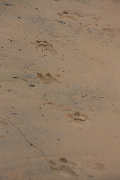 Jaguar footprints
