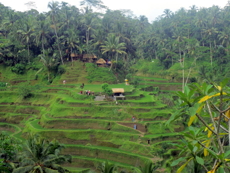 RICE PADDY TERRACES