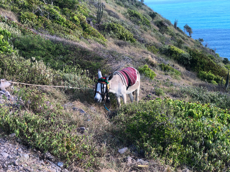 ST. KITTS IS FILLED WITH GOATS AND DONKEYS