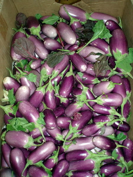 EGGPLANT IN THE MARKET