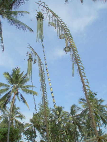 Bamboo and Coconut Pangor Banners