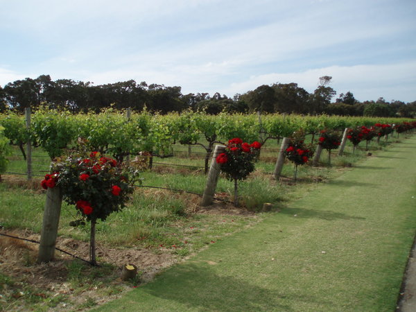 Rows of Roses & Grapes