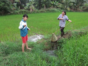 Rice Paddy Irrigation System