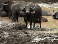 Cape Water Buffalo