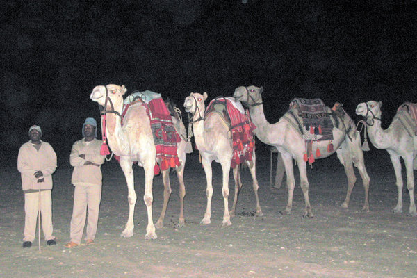 The Camel Team