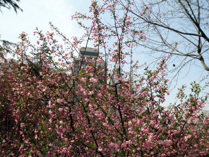 SPRING BLOSSOMS IN SHANGHAI