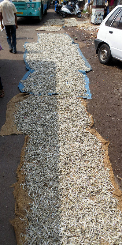 DRYING FISH IN MANGALORE