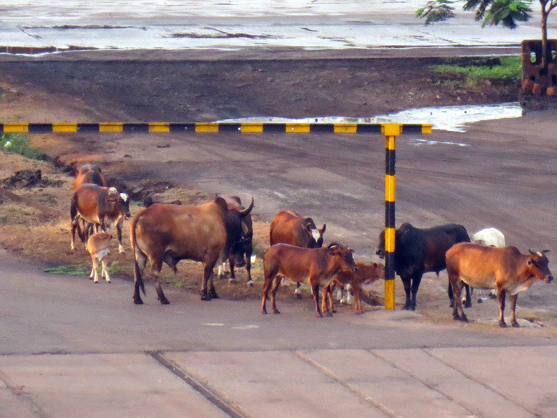 SACRED COWS IN THE PORT