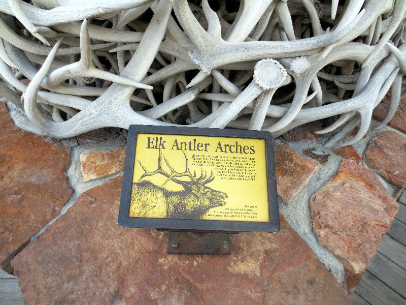 THE ELK SHED THEIR ANTLERS ANNUALLY