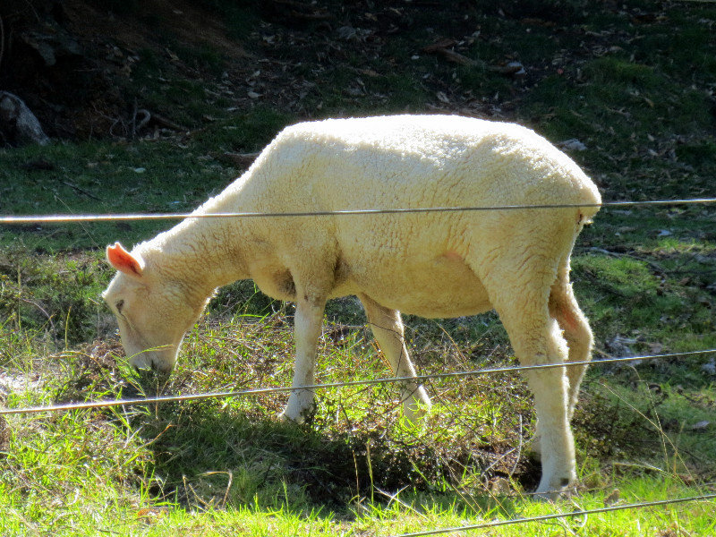 SHORN SHEEP ON MOUNT MAUNGANUI