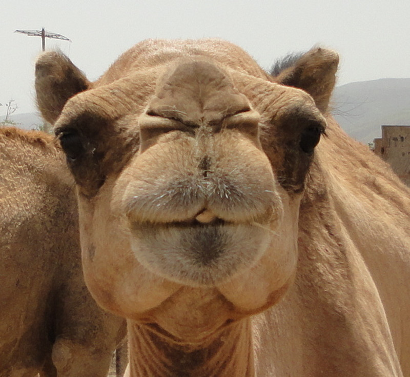 CAMEL IN OMAN
