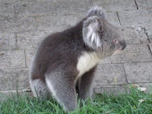 BABY KOALA BEAR IN AUSTRALIA