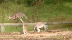 More kangaroos