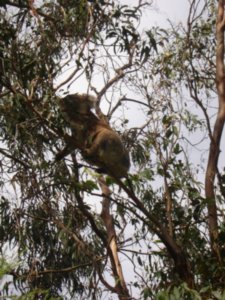 More koalas (in the wild this time)