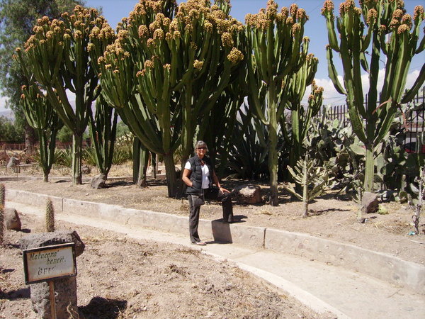 Nice succulent/cactus garden