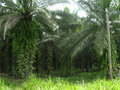 Palm Oil Fields