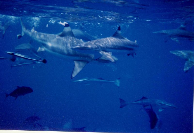 2nd shark-feeding