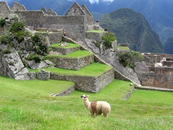 Llama and Machu Picchu