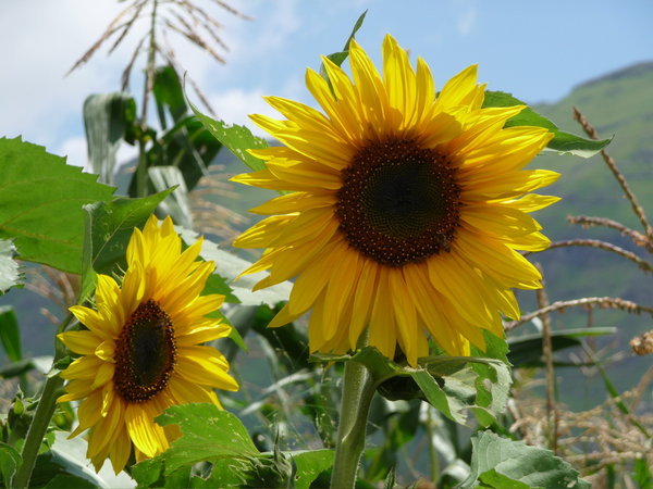 Sunflowers