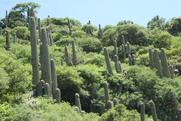 Cactus-filled hillside