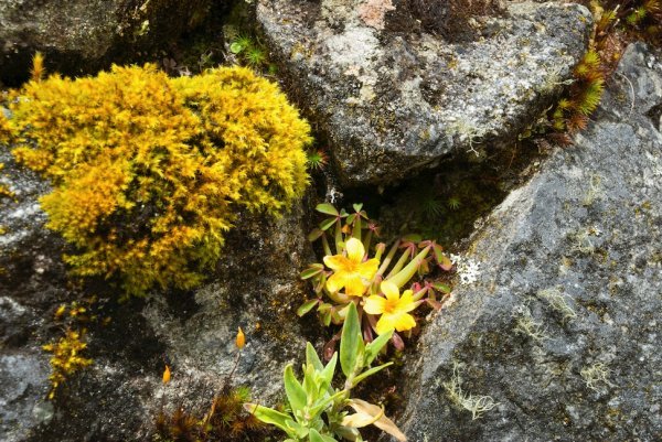 Inca Trail flora