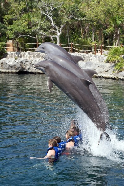 Dolphin act
