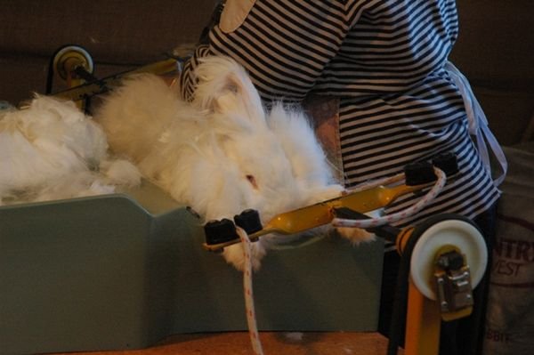 The Bunny Barber
